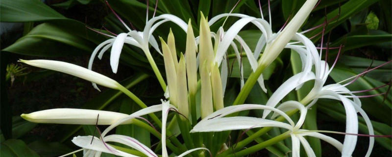 文殊兰适合在家里养吗(文殊兰适合在家里养吗有风水作用吗)