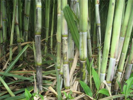 甘蔗生虫用什么药物
