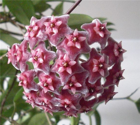 球兰的作用与功效图片