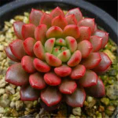 多肉红宝石如何养护