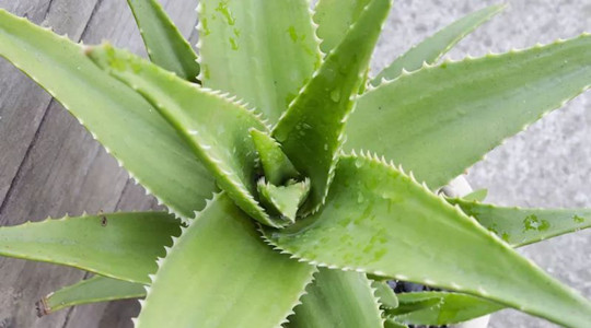 盆栽的芦荟怎样施肥