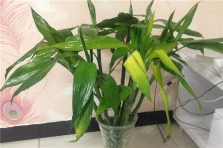 水里长的大叶子植物