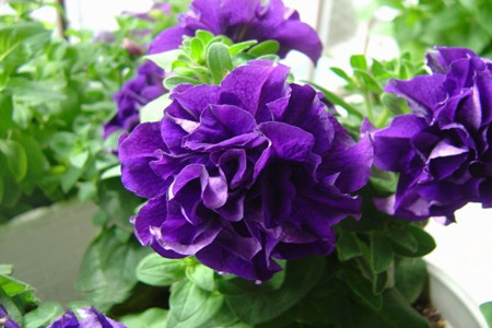 矮牵牛施肥EC值