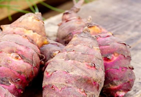 洋姜属于寒性食品吗