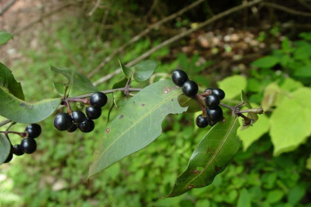 素馨花怎么繁殖方法