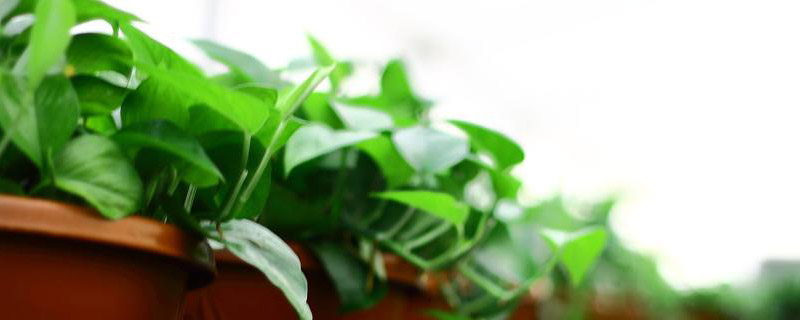 水培绿萝什么季节移栽好(水培绿萝的最佳时间)