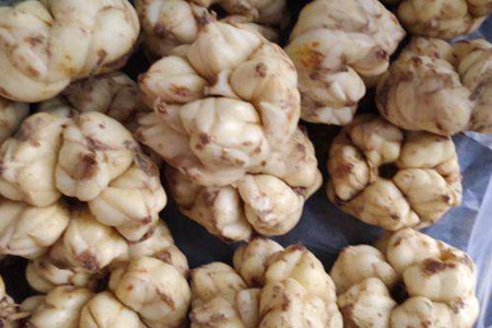 百合什么时候可以种植