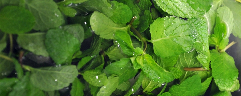 鱼香草和薄荷的区别(鱼香跟薄荷的区别)