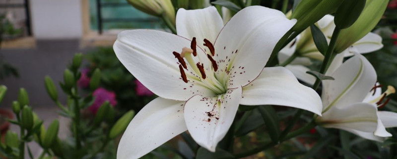 百合什么时候种怎样栽种(百合什么时候可以种植)