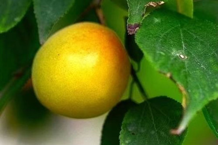 梅花的特征是什么样的