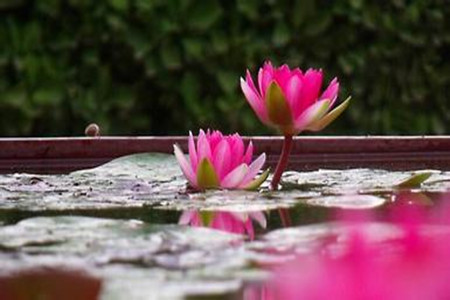 睡莲的养护方法有哪些图片