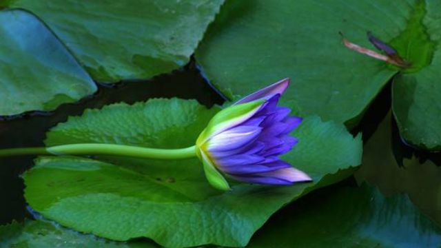 睡莲的养护方法有哪些(睡莲的养护方法有哪些图片)