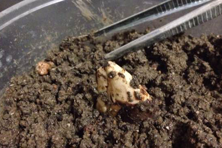 芒果怎么种植方法视频教程