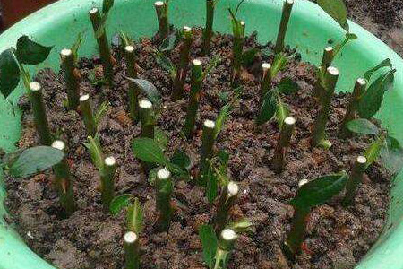 月季怎么繁殖幼苗