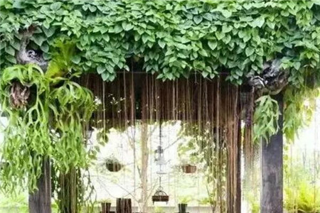 什么花适合夏天室内养