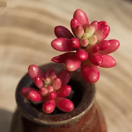 二十种最难养的多肉