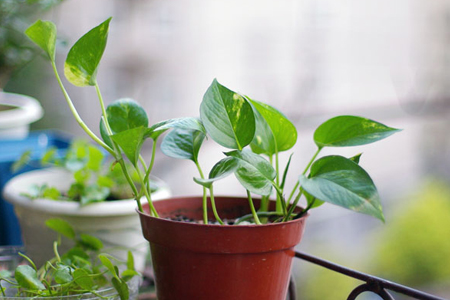 水培绿萝的最佳时间