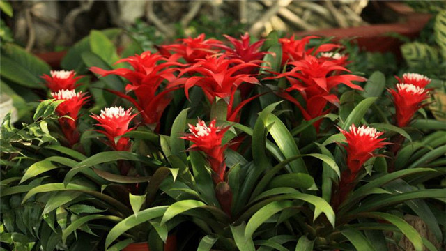 鸿运当头怎么爆盆(鸿运当头怎样上盆)