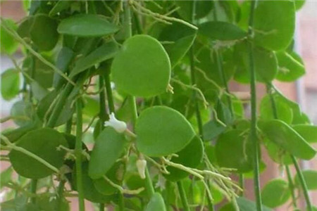 什么花适合夏天室内养