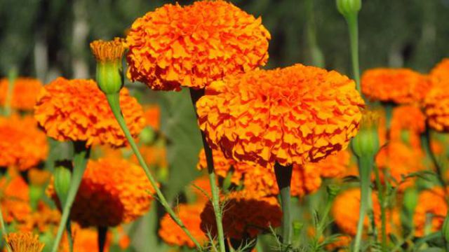 万寿菊的繁殖方法(万寿菊怎么栽种)