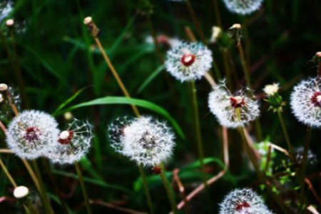 蒲公英是什么季节的?