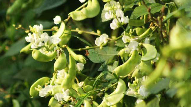 豆角种类(豆角种类大全)