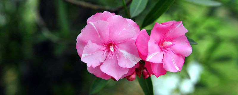 柳桃花适合家养吗(柳桃花怎样培植)