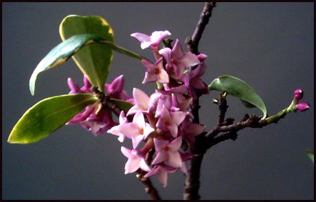 金边瑞香怎么过冬天