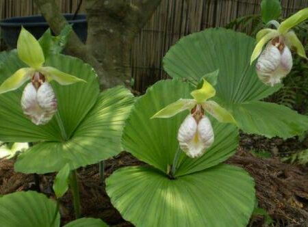 挖野生扇脉杓兰犯法吗