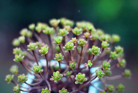 小人祭怎么爆盆