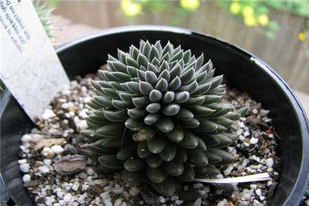 云南石莲怎么养殖的