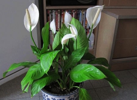 白掌如何分盆栽