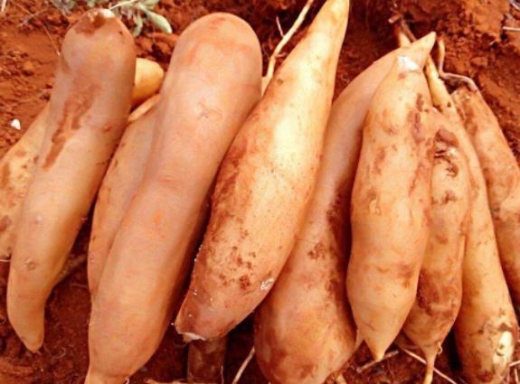 雪莲果变色怎么办