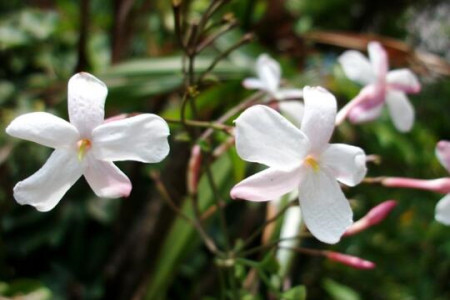 素馨花怎么繁殖方法