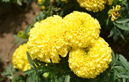 万寿菊怎么栽种