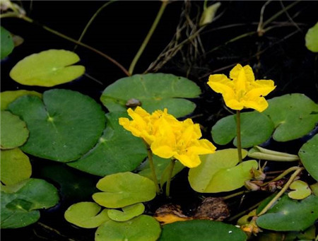 荇菜种子怎么种植