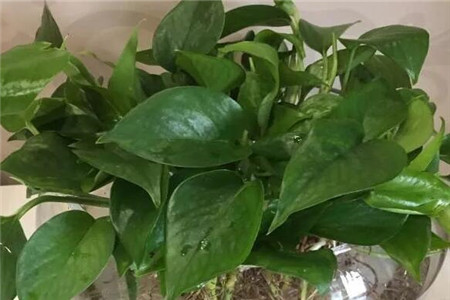 水里长的大叶子植物