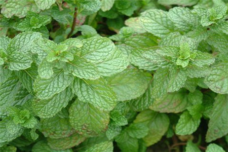 养薄荷十大禁忌