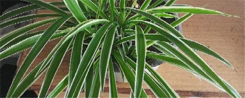 吊兰的功效吊兰有什么作用(吊兰有哪些作用与功效)