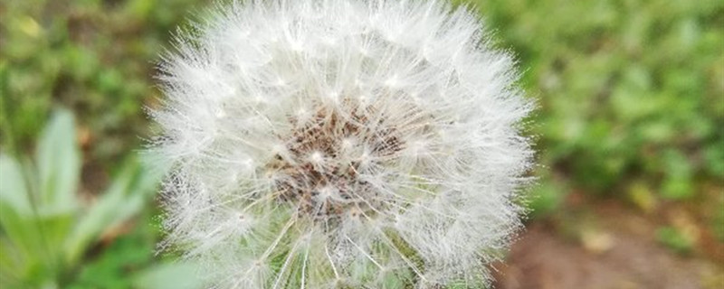 蒲公英是什么季节的蒲公英图片(蒲公英是什么季节的?)