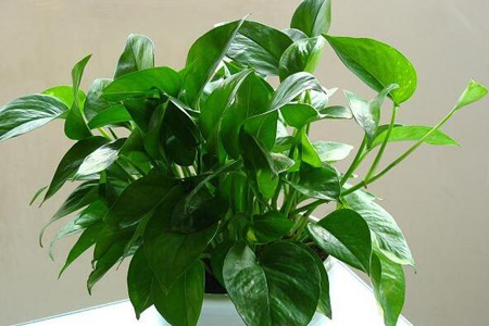 水培绿萝的最佳时间