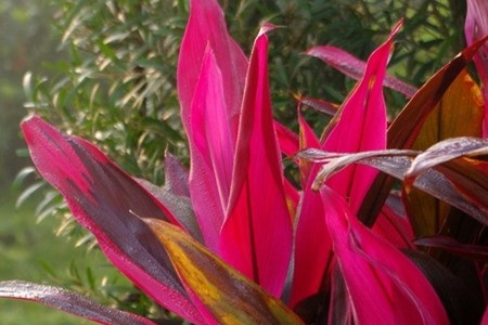 朱焦怎么养更旺