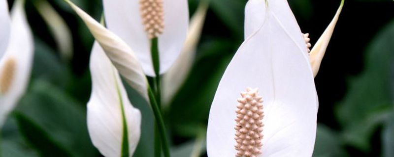 白掌不开花什么原因(白掌不开花什么原因造成的)