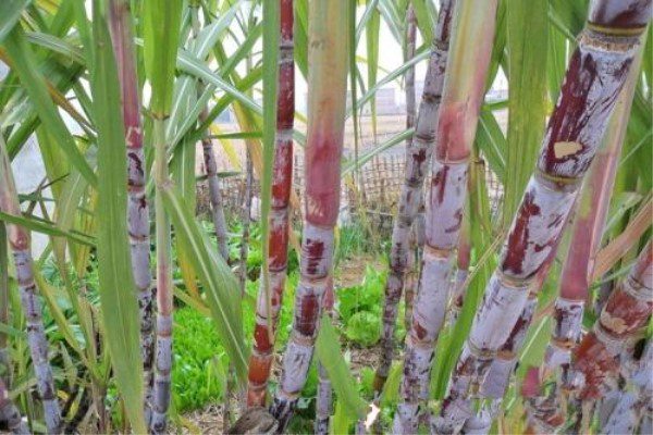 甘蔗生虫了怎么办常见的虫害防治(甘蔗生虫用什么药物)