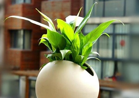 白掌如何分盆栽