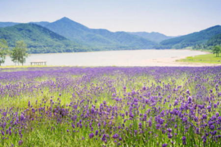 薰衣草种子种植方法步骤