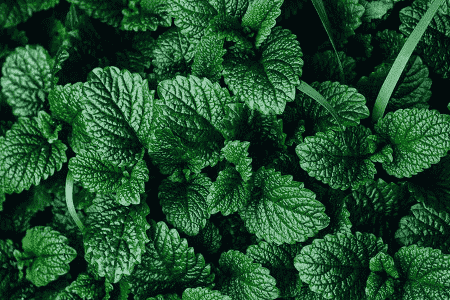 鱼香跟薄荷的区别