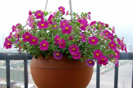 简述矮牵牛的盆栽播种技术要点