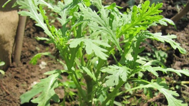 南茼蒿的栽植技术(南蒿岭的学名)