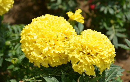 万寿菊怎么栽种